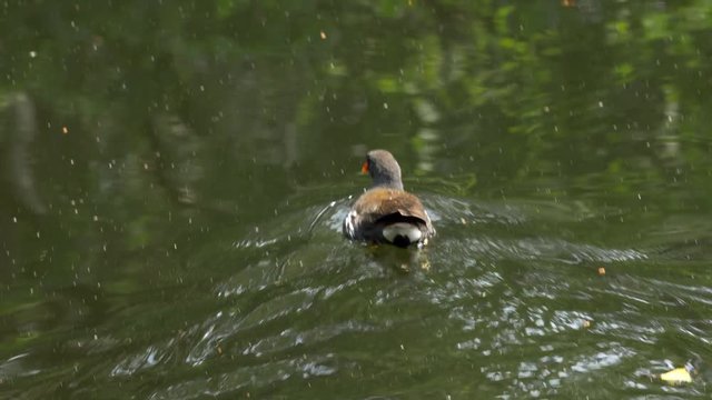Closeup, A black water bird with a red beak swims away trailing ripples