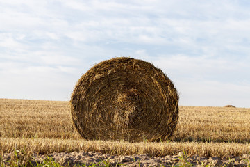 barley landscape © rsooll