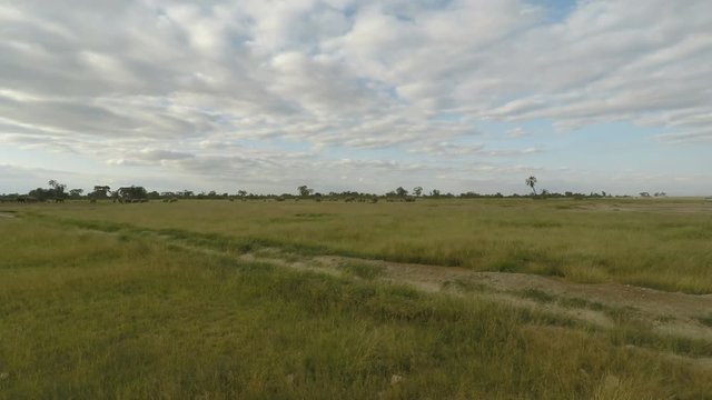 elephants in kenya