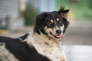  dog looking at camera