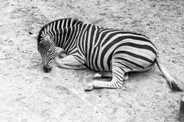 Zebra