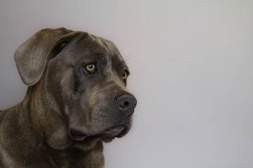 cane corso