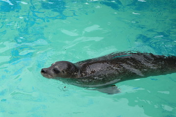 Fototapeta premium Seal in azure water