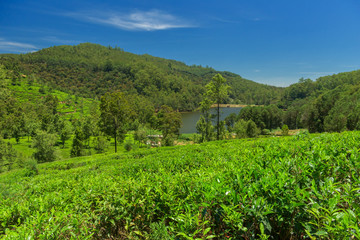 Fototapeta na wymiar Tea plantations in Sri Lanka.