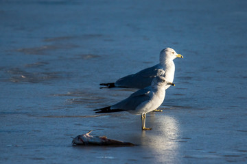Seagulls and deadfish 