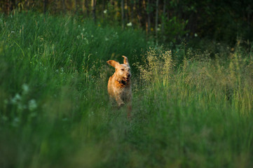 Naklejka premium Running dog