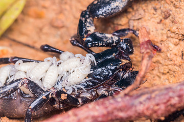 Close up image of a Scorpion with the baby scorpion
