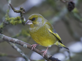 European greenfinch (Chloris chloris)