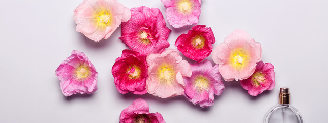 Women's perfume bottle and pink mallow flowers. Minimalism beaut