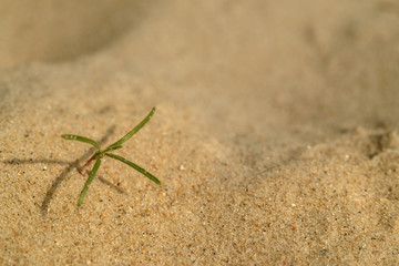 sand texture - background