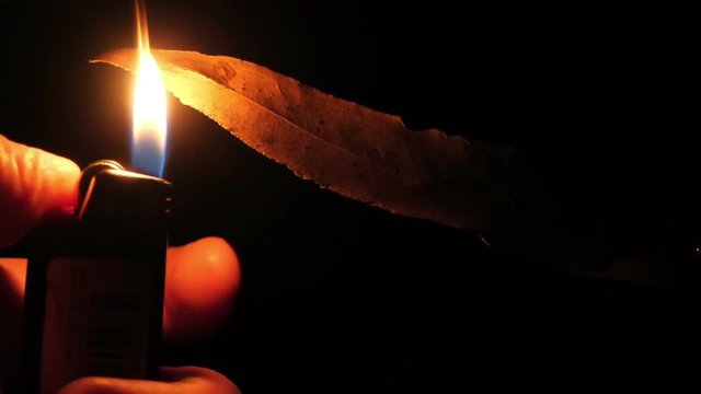 Flam catching a leaf forest fire arson conceptual slow motion