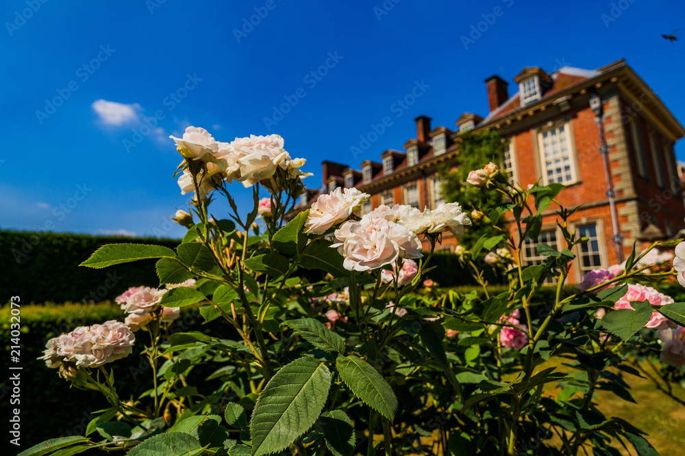 Poster rose garden hanbury hall stately home worcestershire england uk