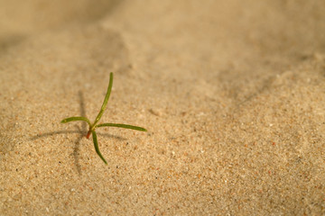 sand texture - background