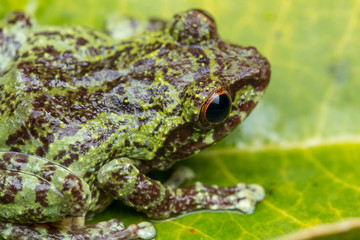 Macro image of detail frog in deep jungle at Borneo Island