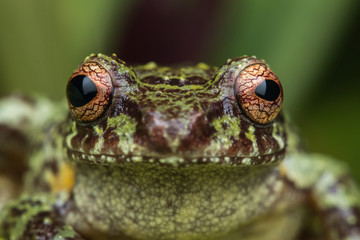 Macro image of detail frog in deep jungle at Borneo Island