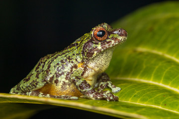 Macro image of detail frog in deep jungle at Borneo Island