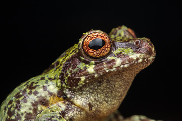Macro image of detail frog in deep jungle at Borneo Island