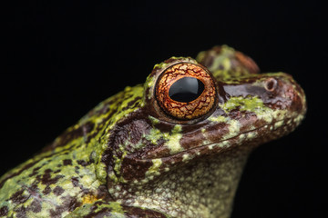 Macro image of detail frog in deep jungle at Borneo Island
