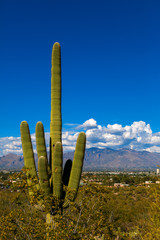 Saguaro Cactus Standing Tall on A Mountain in Tucson Arizona with the City and Catalina Mountain Range in the Background