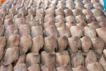 Trichogaster pectoralis fish food fresh closeup
