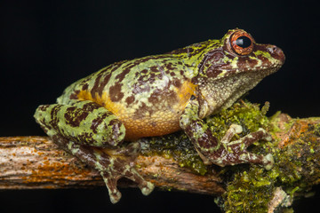 Macro image of detail frog in deep jungle at Borneo Island