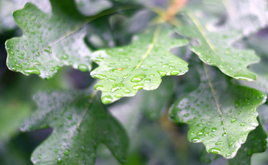 Oak tree leaves with rain drops up close