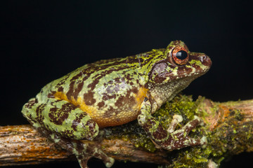 Fototapeta premium Macro image of detail frog in deep jungle at Borneo Island
