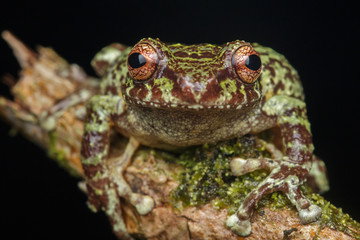 Macro image of detail frog in deep jungle at Borneo Island