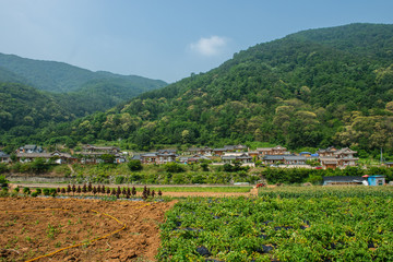 Fototapeta na wymiar A farming village in Chungcheongbuk-do Province, Korea