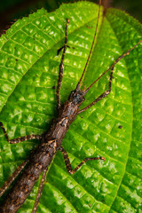 Macro image of Stick insect of Borneo Island on green leaf 