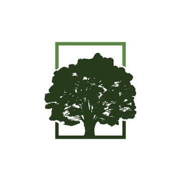 Green Oak Tree in Square Ecology Symbol