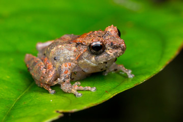 Macro image of detail frog in deep jungle at Borneo Island