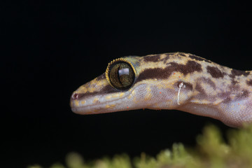 Beautiful Kinabalu Angle-toed Gecko (Cyrtodactylus baluensis) , Kundasang, Borneo / Kinabalu...