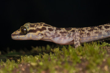 Beautiful Kinabalu Angle-toed Gecko (Cyrtodactylus baluensis) , Kundasang, Borneo / Kinabalu Angle-toed Gecko Full Body Shot 
