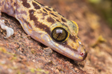 Beautiful Kinabalu Angle-toed Gecko (Cyrtodactylus baluensis) , Kundasang, Borneo / Kinabalu Angle-toed Gecko Full Body Shot 