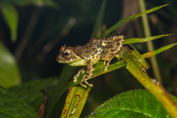 Macro Image of Beautiful frog of Borneo Island