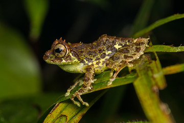 Macro Image of Beautiful frog of Borneo Island