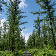 Fototapeta na wymiar 夏の北海道　新緑のカラマツ林