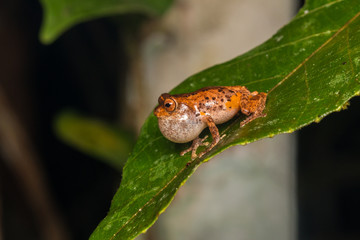 Macro Image of Beautiful frog of Borneo Island