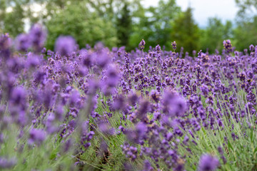 北海道富良野のラベンダー