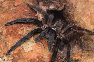 Tarantula of Borneo , Tarantula
