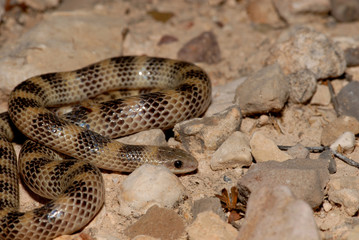 Western ground snake