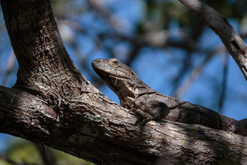 Iguana en árbol