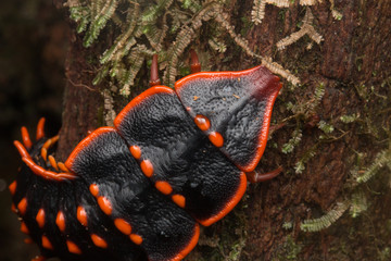 Trilobite Beetle , Close-Up of Trilobite Beetle , Duliticola, a rare insect of Borneo.