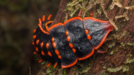 Trilobite Beetle , Close-Up of Trilobite Beetle , Duliticola, a rare insect of Borneo.