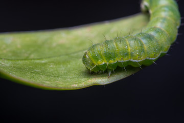 Macro Image of Beautiful green caterpillar on leaf with isolated on black