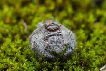 Close-up of Jumping Spider , Jumping Spider of Borneo , Jumping Spider , Beautiful Jumping Spider