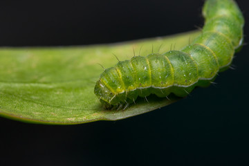 Macro Image of Beautiful green caterpillar on leaf with isolated on black