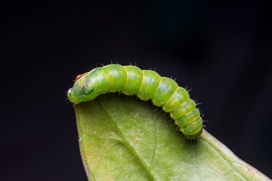 Macro Image of Beautiful green caterpillar on leaf with isolated on black