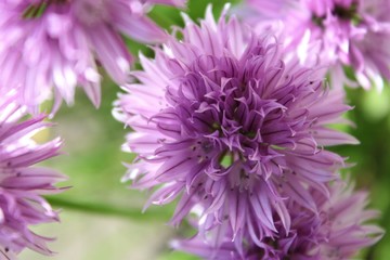 purple aster flower